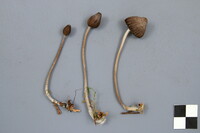 Mycena borealis image